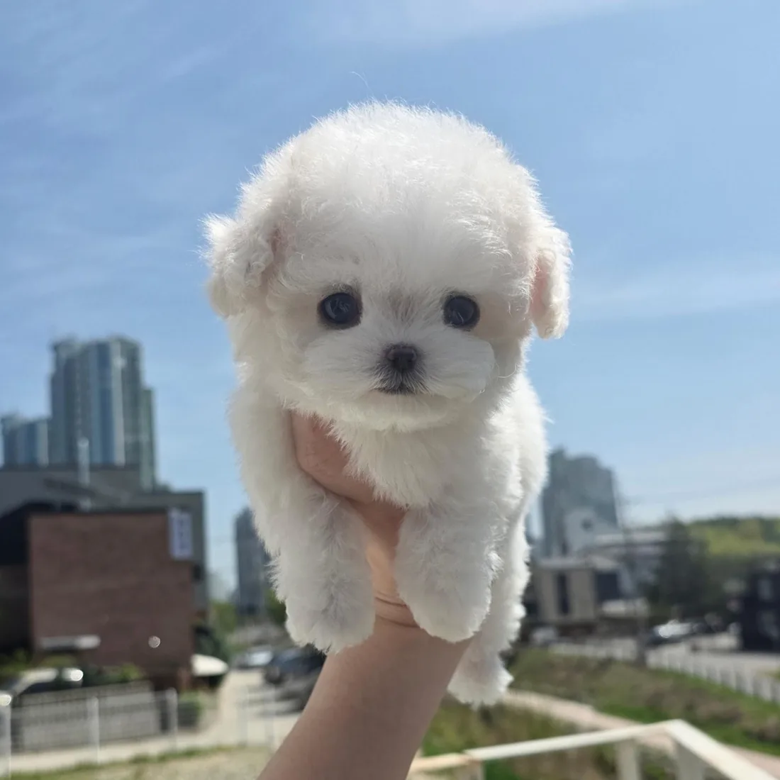 비숑프리제 사진 5