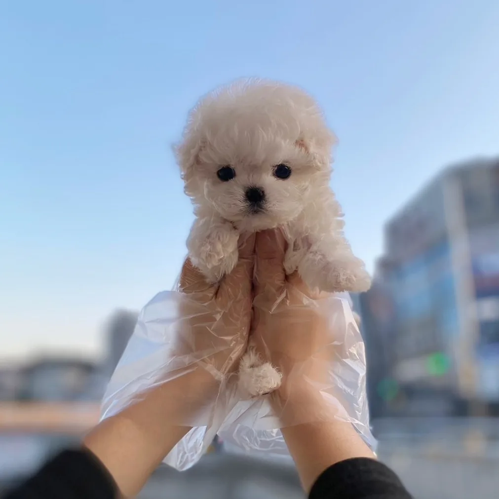 비숑프리제 분양