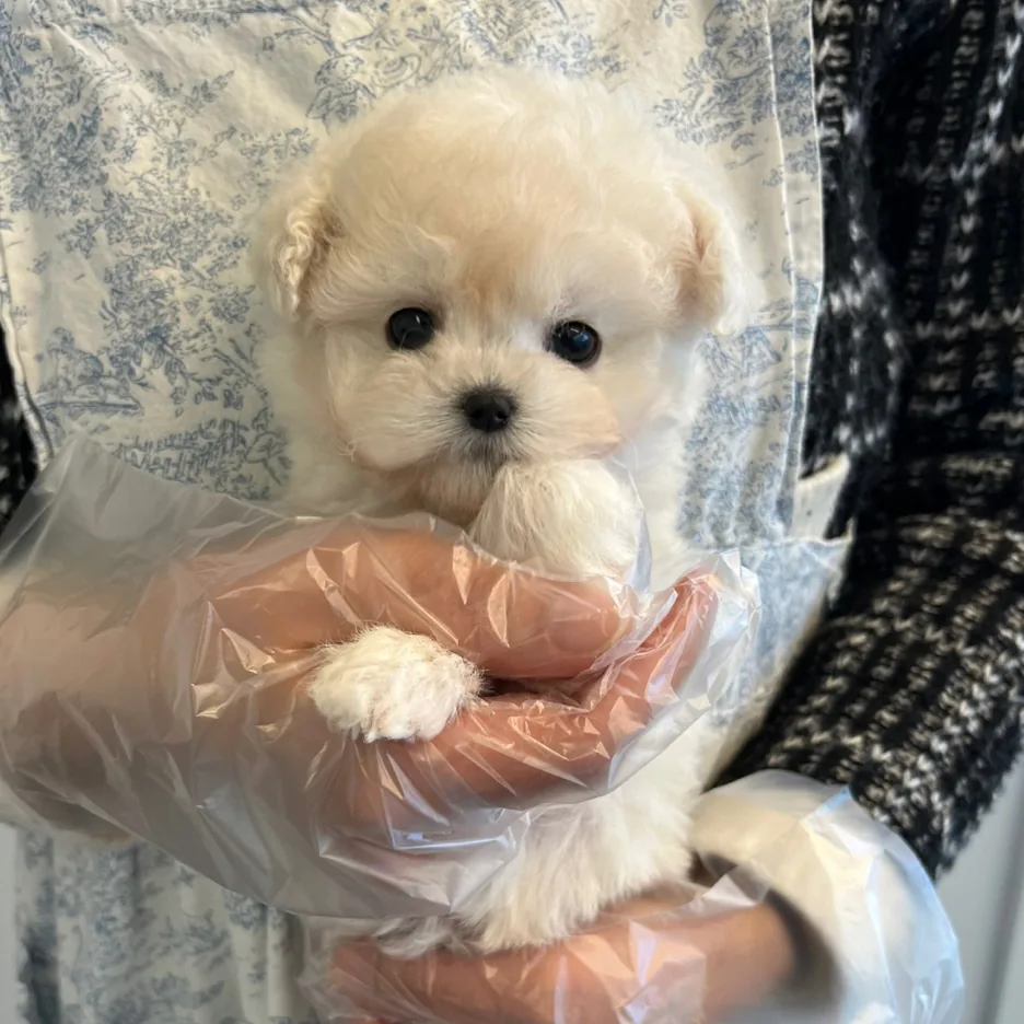 강아지 견종 정보 참고 이미지