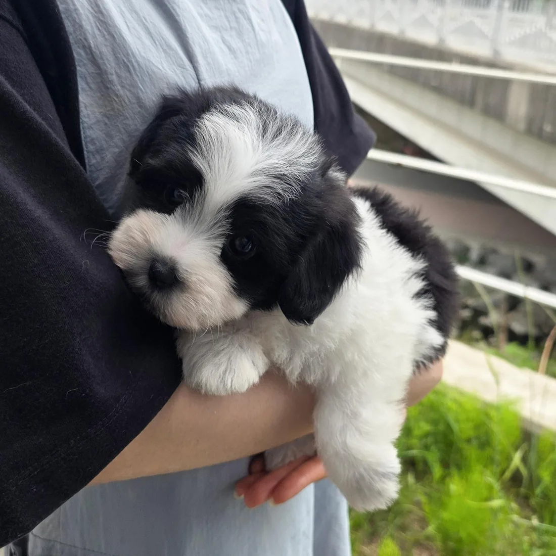 꼬숑 사진 5