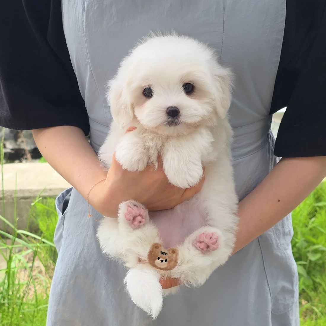 꼬숑 분양
