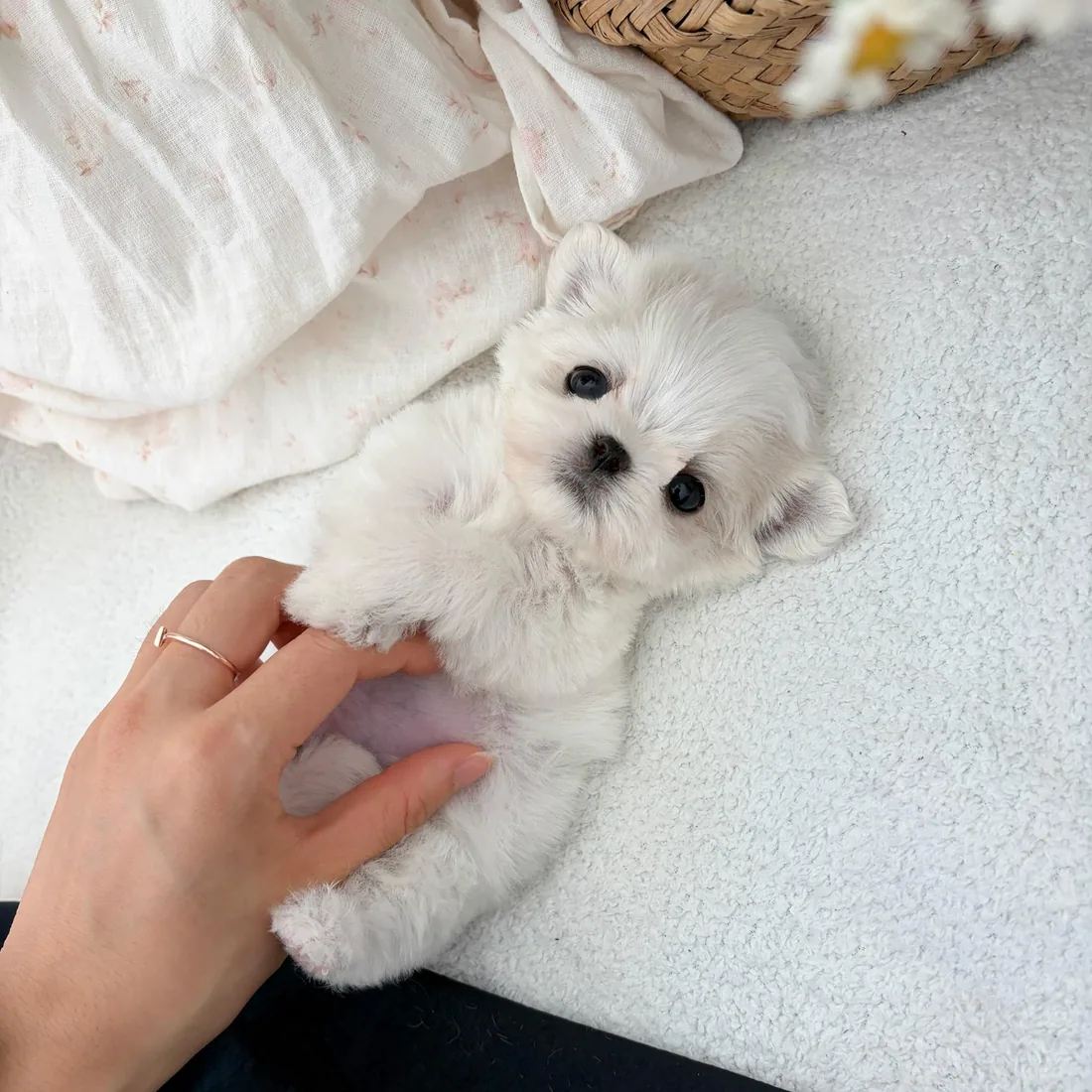 말티즈 분양