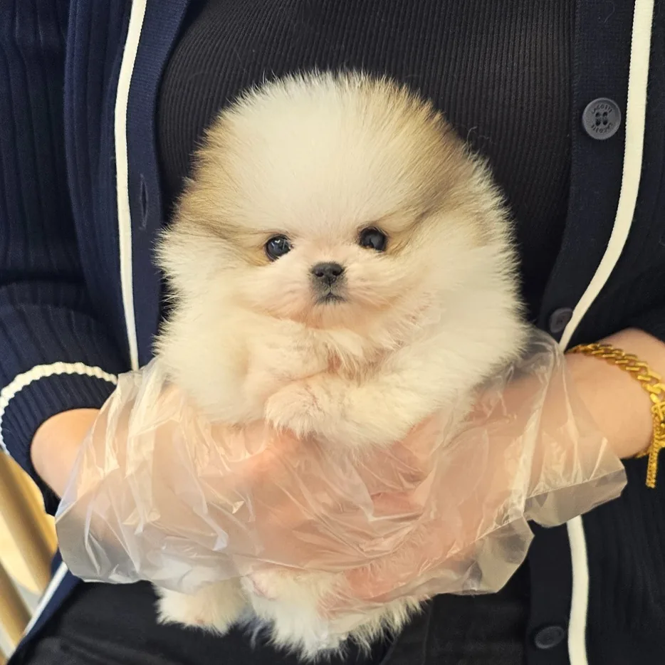 포메라니안 사진 3
