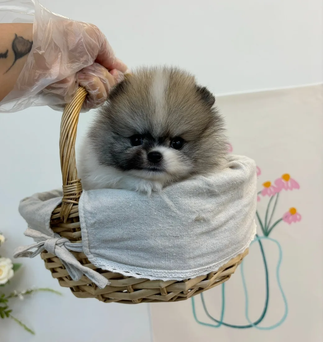 포메라니안 사진 4