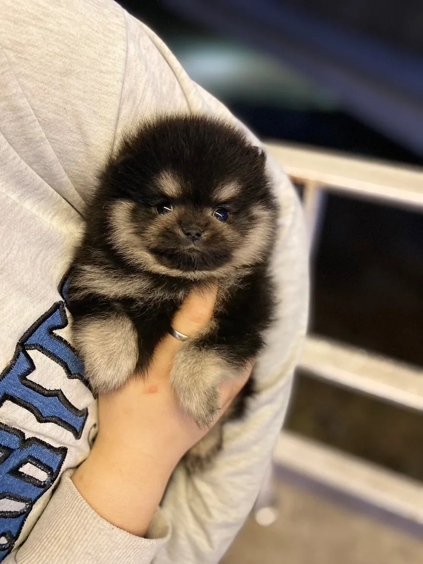 포메라니안 사진 5