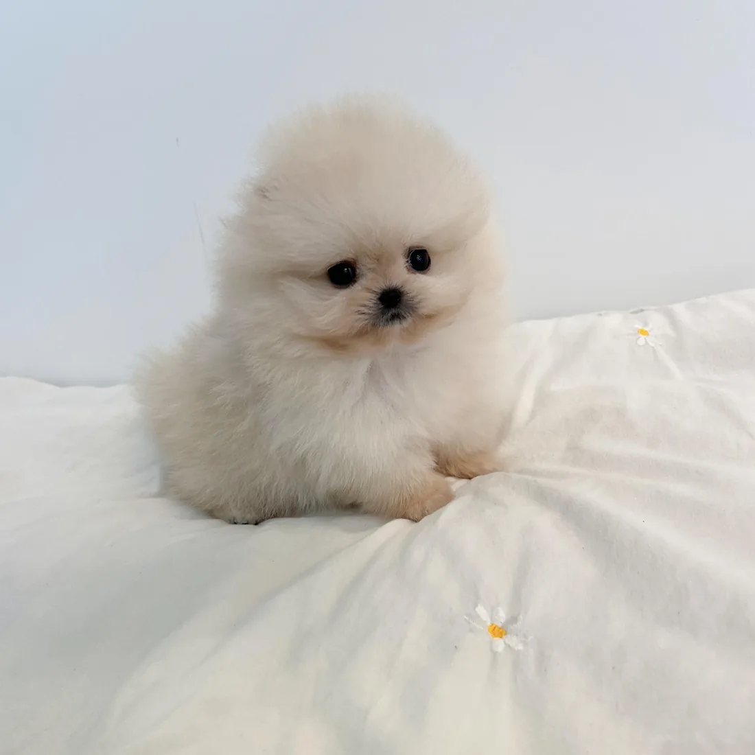 포메라니안 사진 2