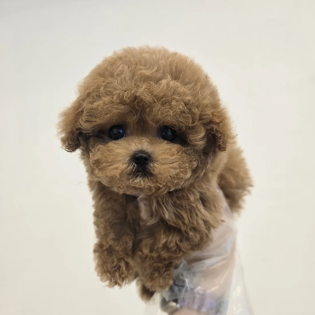 토이푸들 사진 2