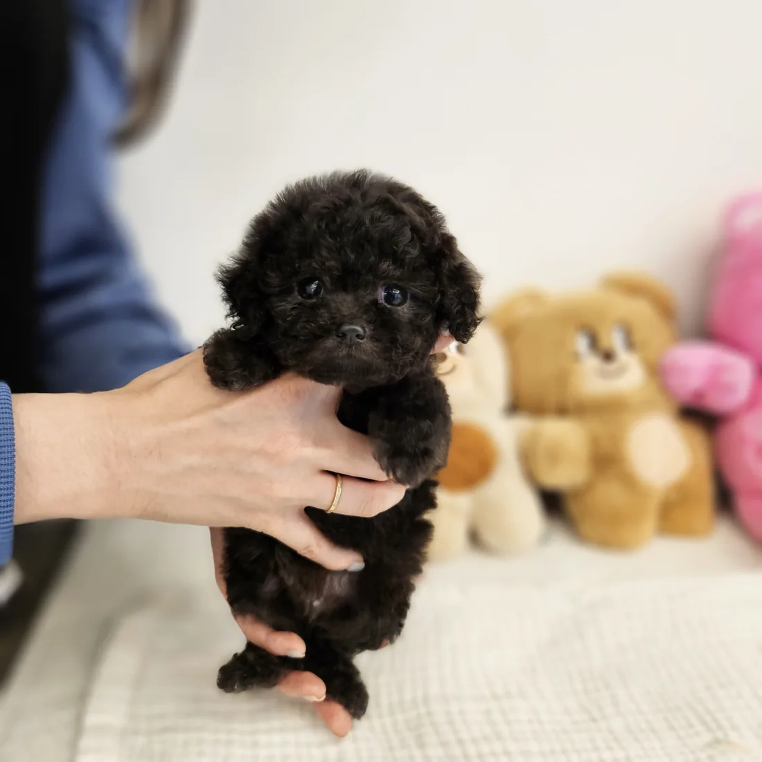 토이푸들 사진 4