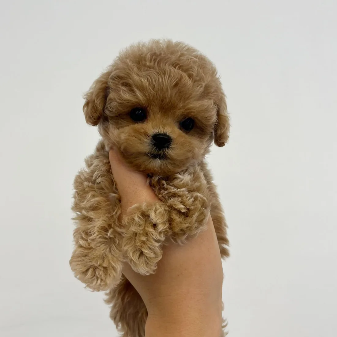 토이푸들 사진 5