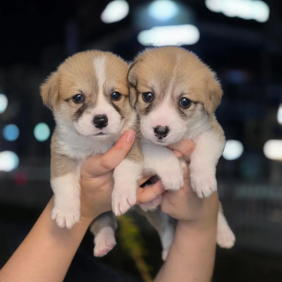 웰시코기 사진 4