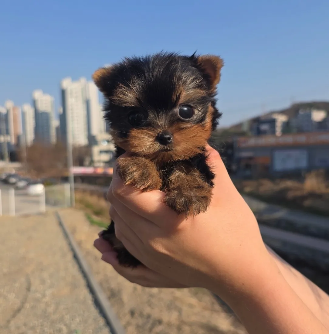 요크셔테리어 사진 4