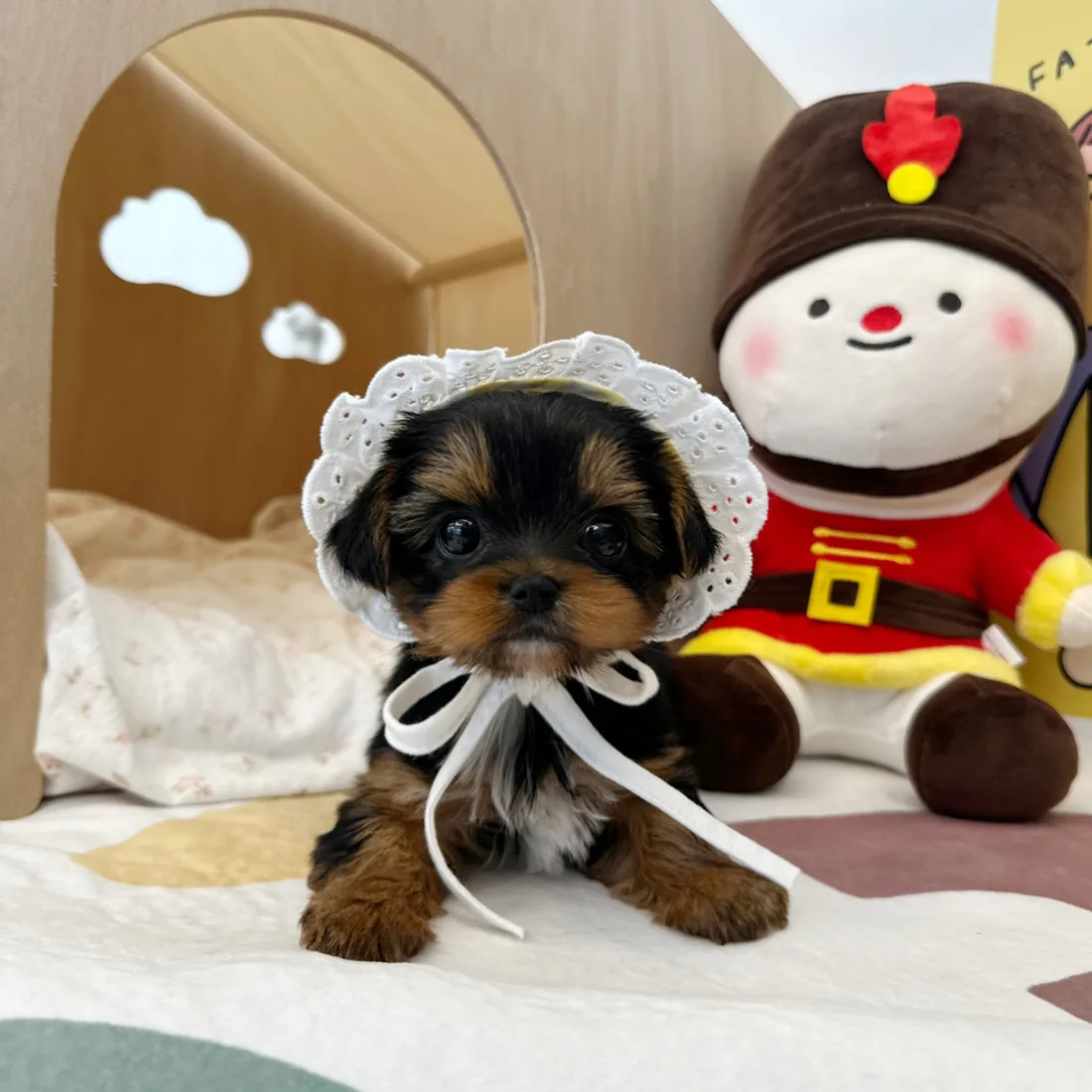 요크셔테리어 분양